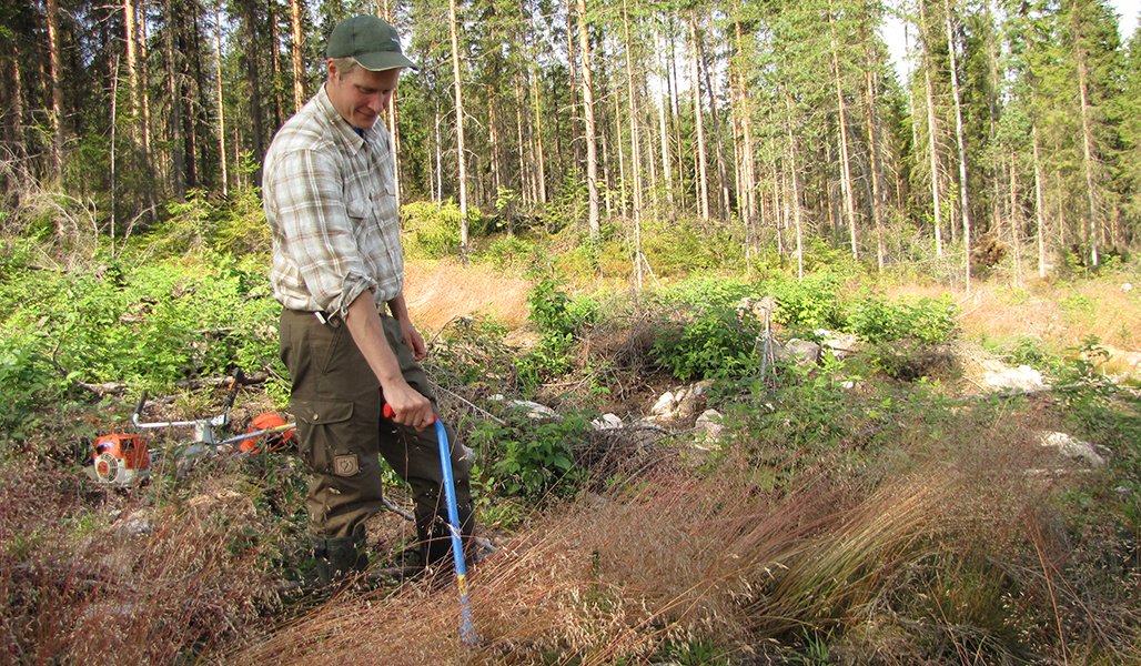 En man avlägsnar gräs med en röjkniv från trädplantan.
