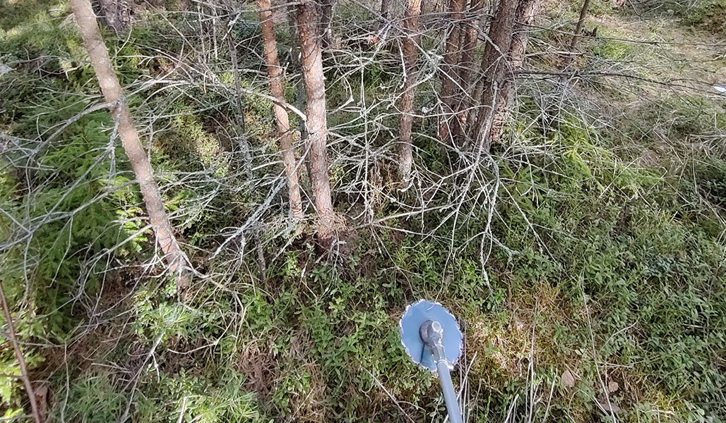 Trädplantor som s tår nära varandra och röjsågens blad som närmar sig dem.