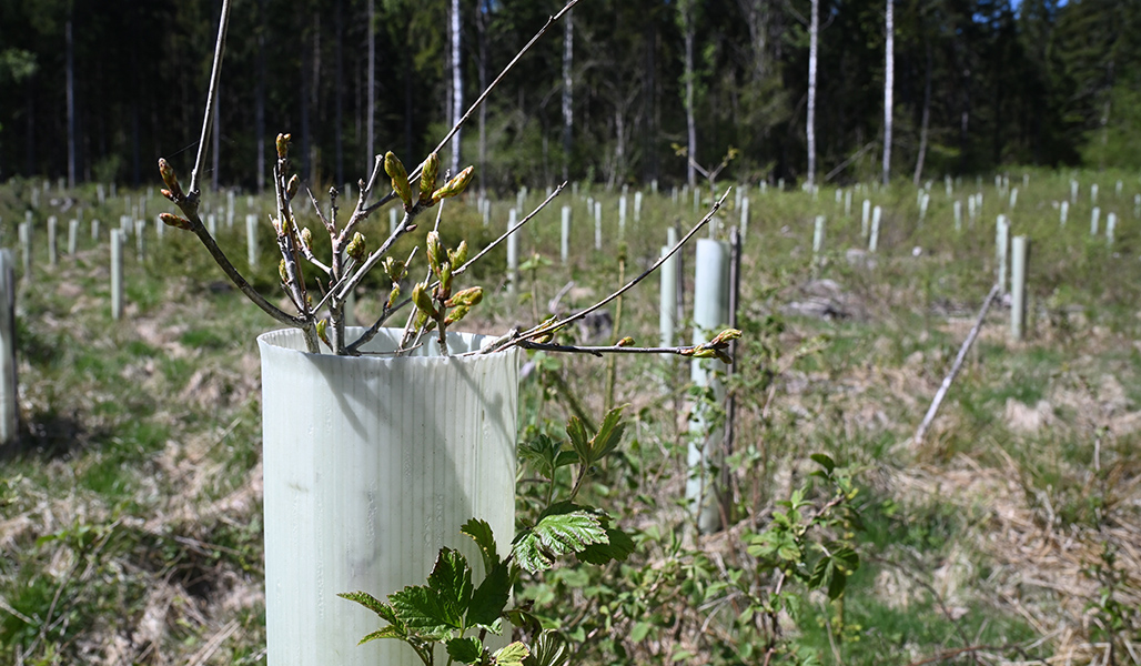 Ekplantor i skyddsrör 
