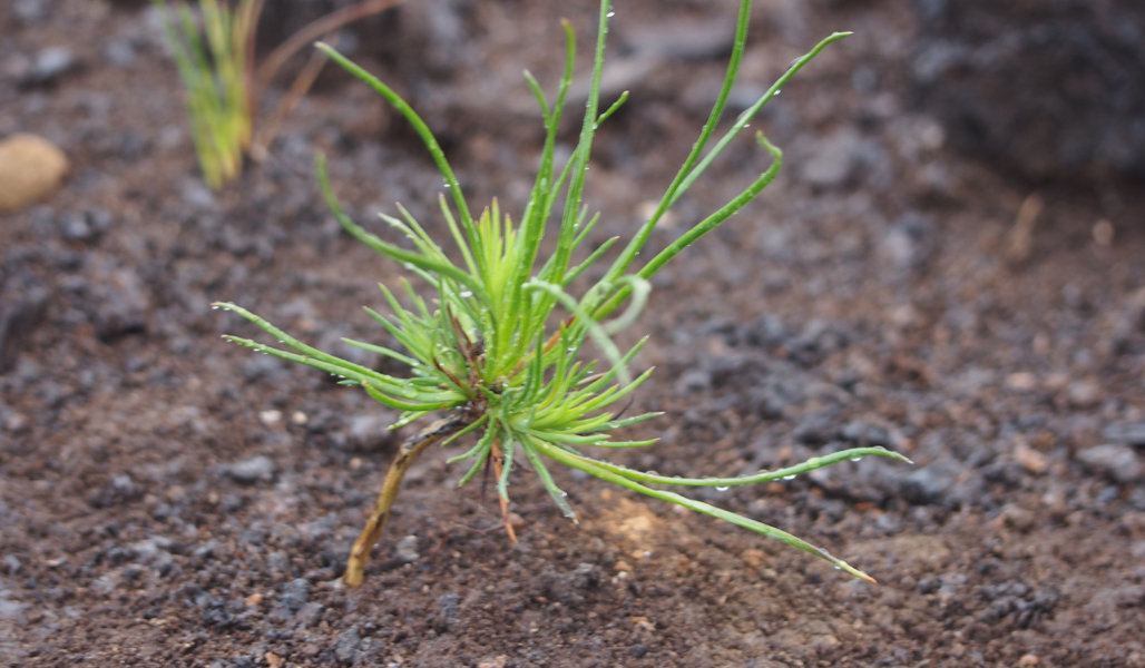 Närbild på en liten tallplanta som växer på marken.