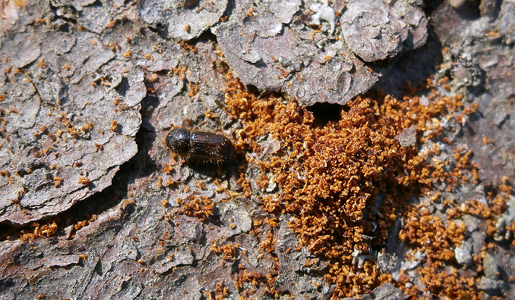 En granbarkborre och bruna borrspån på barken.