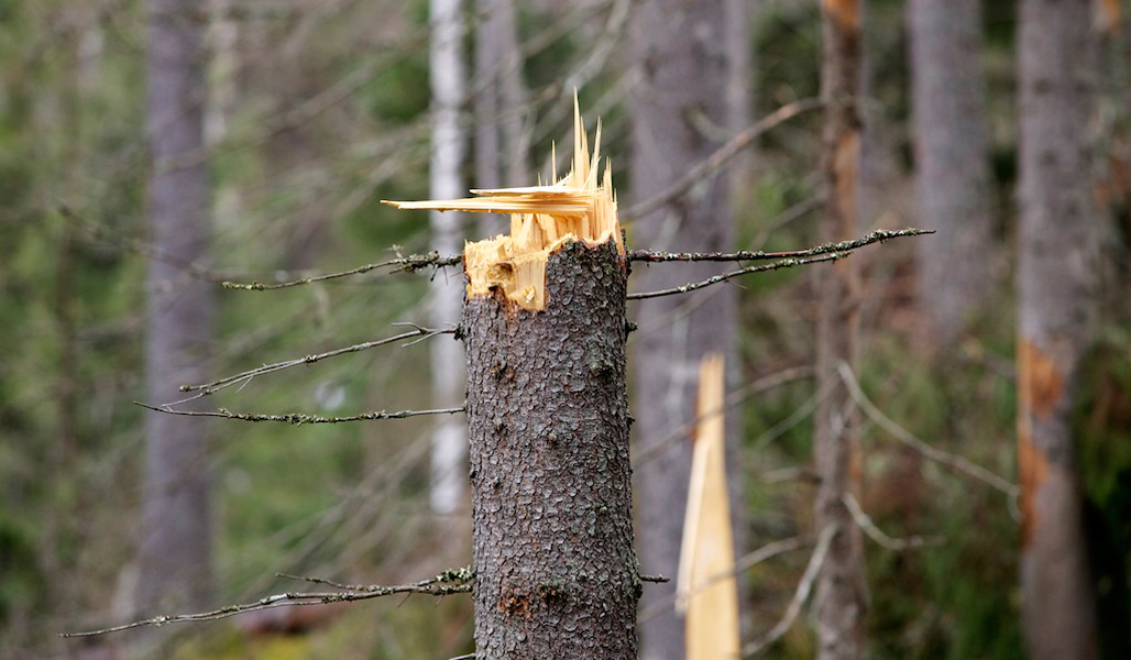 Myrskyn katkaisema kuusi. 