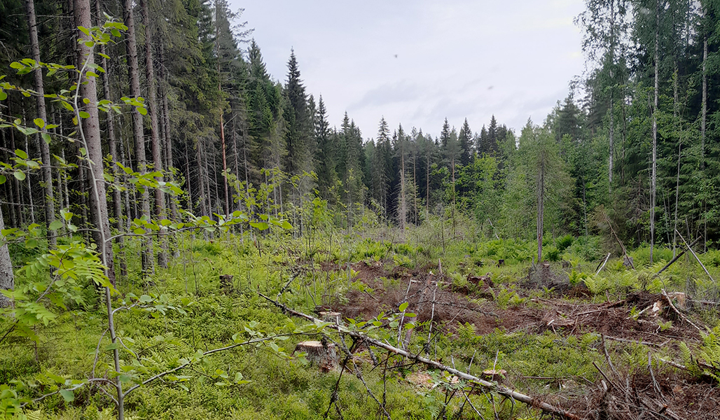 En upphuggen korridor i en granskog.