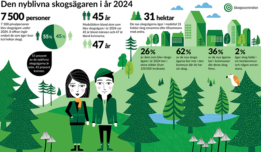 Den nyblivna skogsägaren i år 2024, 7500 personer.  7500 privatpersoner blev skogsägare under 2024. (I siffran ingår endast de som äger över två hektar skog.) 55 procen av de nyblivna skogsägarna är män. 45 procent kvinnor.  Medelåldern bland dem som blev skogsägare i år 2024 var 45 år bland männen och 47 år bland kvinnorna.  De nya skogsägarna äger i medeltal 31 hektar skog ensamma eller tillsammans med andra.  26 % av dem som blev skogsägare i år 2024 bor i stora städer (över 100 000 invånare).  62 % av de nya skogsägarna bor inte i den kommun där de har sin skog.  36 % av de nya ägarna bor i kommunen där deras skog finns.  2 % äger skog både i sin hemkommun och någon annanstans.