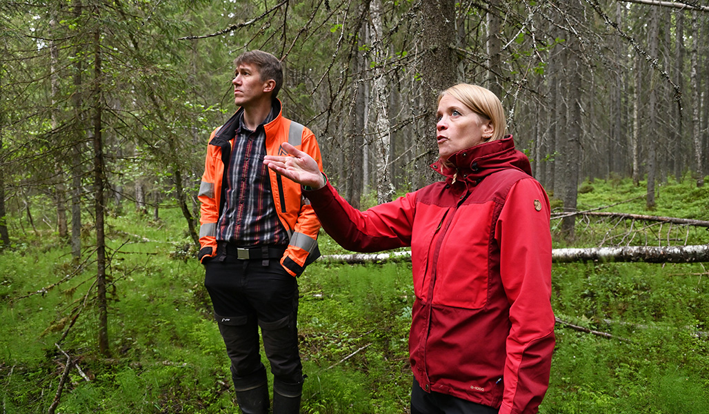 Miia Saarimaa och Jussi Vatanen betraktar torvmarkskogen.