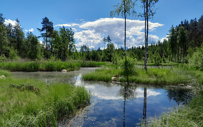 Våtmark på sommaren