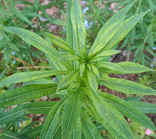 Närbild på mjölkört som ännu inte blommar.