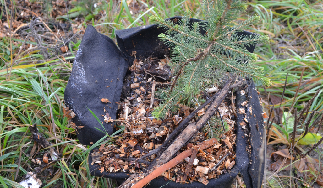 En granplanta i en svart tygsäck med mossa och förna.
