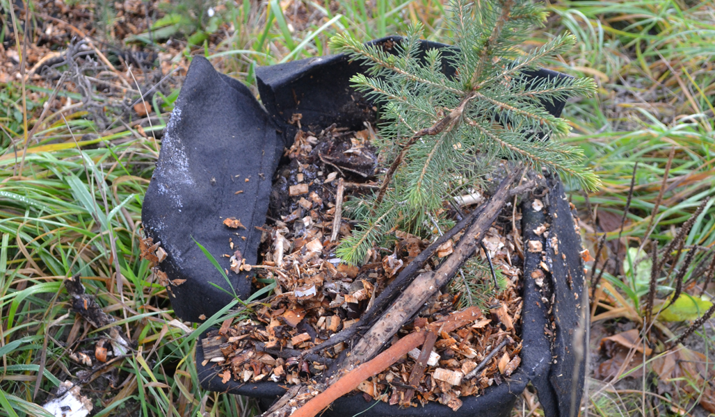 En granplanta i en svart tygsäck med mossa och förna.
