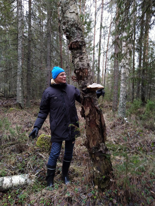 Mauno Soronen står och ser på en stor ticka som växer på ett stående dött träd.