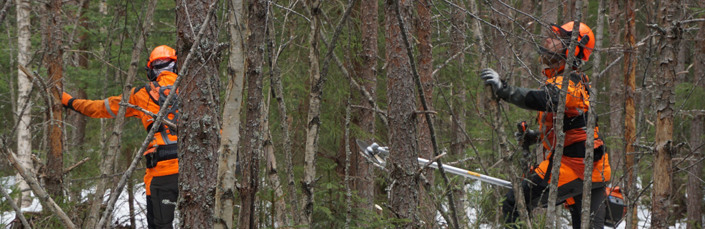 Metsurit Pekka Niskanen ja Janne Iivanainen kulkevat raivaussahojen kanssa tiheässä metsikössä. He ovat tekemässä ennakkoraivausta.